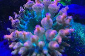 Bubble Tip Anemone Thumbnail