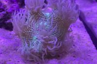 Elegance coral Thumbnail