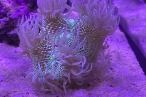 Elegance coral Thumbnail