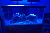 My Aquarium on 2024-06-15T14:51:38.966537Z[GMT]