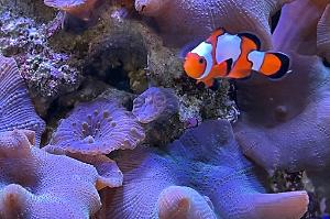 Snowflake Clownfish Thumbnail