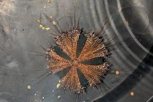 Blue Tuxedo Urchin Thumbnail