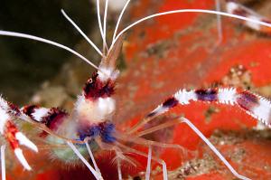 Banded Coral Shrimp Thumbnail