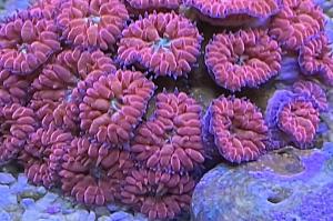 Blastomussa Coral Thumbnail