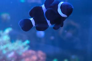 Black Ocelaris Clownfish Thumbnail