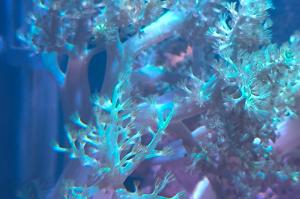 Kenya Tree Coral Thumbnail