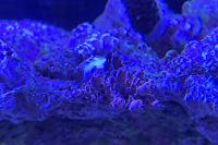 Acropora Thumbnail