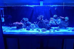 Carlito's Reef Thumbnail