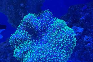 Toadstool Mushroom Leather Coral Thumbnail