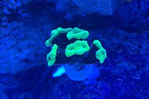 Candy Cane Coral Thumbnail