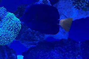 Purple Tang Thumbnail