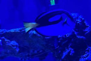 Blue Tang Thumbnail