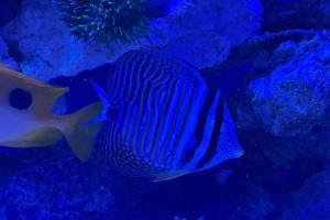 Sailfin Tang Thumbnail