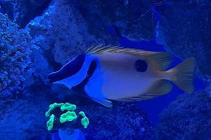 Foxface Rabbitfish Thumbnail