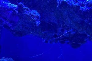 Banded Coral Shrimp Thumbnail