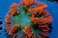 Rock Flower Anemone Thumbnail