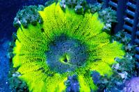 Rock Flower Anemone Thumbnail