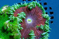 Rock Flower Anemone Thumbnail