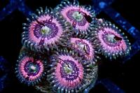 15 Pink Zipper Zoa Thumbnail