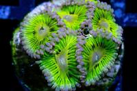 14 Kiwi Zoa Thumbnail