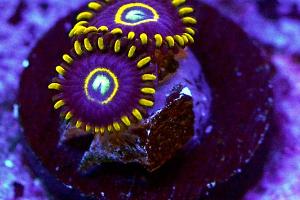 20 Purple Hornets Zoa Thumbnail