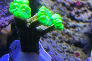 Trumpet Coral Thumbnail