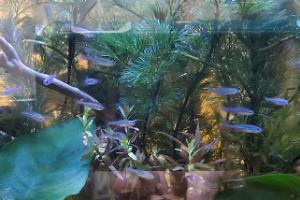 Green Neon Tetra Thumbnail