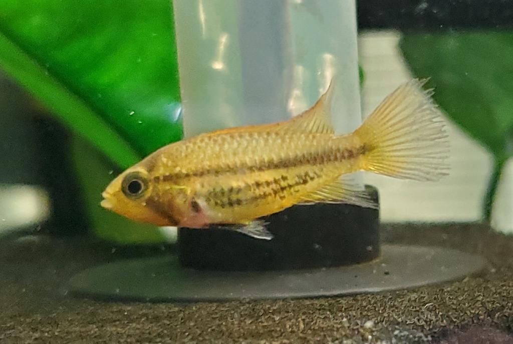 Cockatoo Cichlid