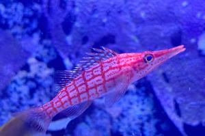 Longnose hawkfish Thumbnail