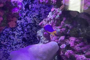 Neon damselfish Thumbnail