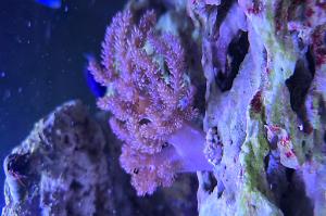 Kenya Tree Coral Thumbnail