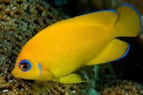 LEMON PEEL ANGELFISH *1 Thumbnail