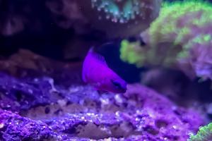 Orchid Dottyback Thumbnail