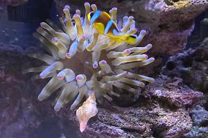 Clarkii Clownfish Thumbnail