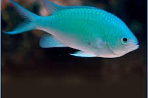 120 Green Chromis Thumbnail