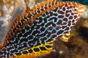 120 Leopard Wrasse  Thumbnail