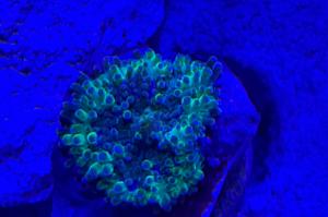 Mai Tai Mushroom Coral Thumbnail