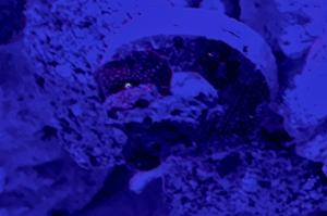 Blu Spot Mushroom Coral Thumbnail