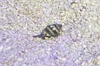 Bumble bee snail Thumbnail