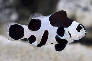 Black Storm Clownfish Thumbnail