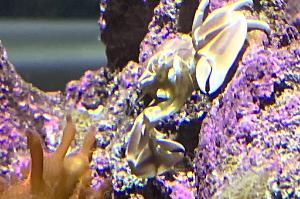 Porcelain anemone crab Thumbnail