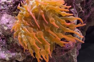 Bubble tip anemone Thumbnail