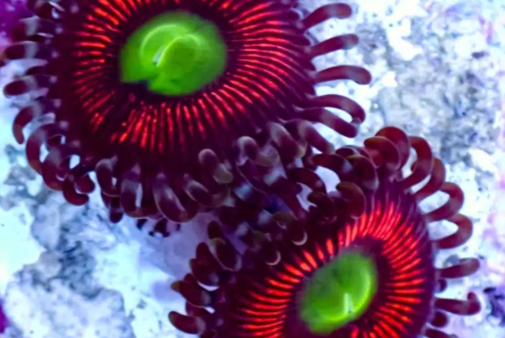 Everlasting Gobstopper Zoa