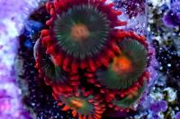 28 Gatorade Zoa Thumbnail