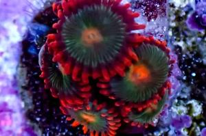 Gatorade Zoa