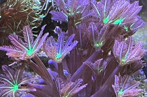 Rainbow Clove Polyps Thumbnail