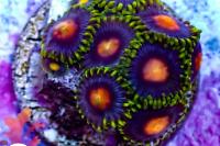 29 Blowpop Zoa Thumbnail