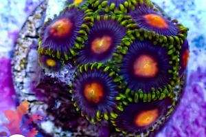 Blowpop Zoa