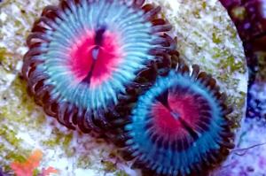 Miami Vice Zoa