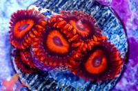 16 Orange Oxides Zoa Thumbnail